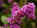 Buddleya x Blue Chip IMG_0997 Budleja